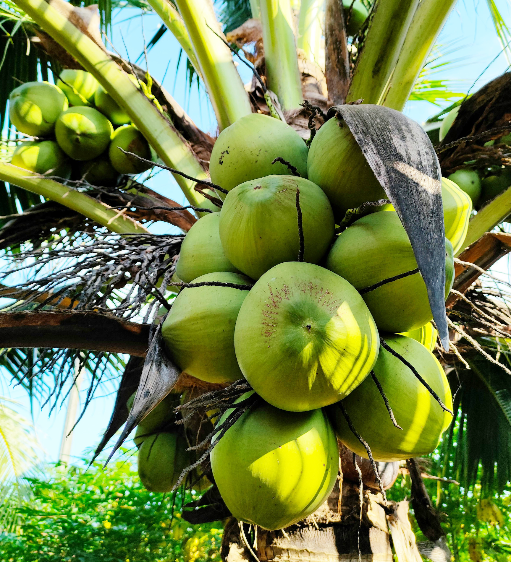 Kelapa utuh 3